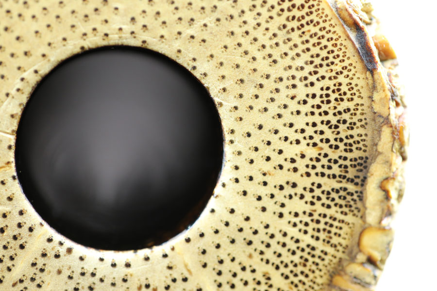 Miura 1.8 shakuhachi closeup of bell. Photo: Adrian Freedman Features